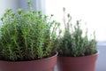 Sedum reflexum potted succulents