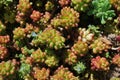 Sedum Royalty Free Stock Photo