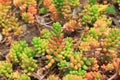 Sedum Rubrotinctum Royalty Free Stock Photo