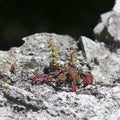 Sedum rubrotinctum Royalty Free Stock Photo