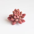 Sedum Rubrotinctum Aurora flower rosette on white. Succulent propagation concept