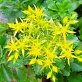 Sedum sarmentosum plant grows in nature. Royalty Free Stock Photo