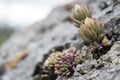 Sedum sediforme, a genus of flowering plants