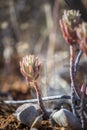 Sedum sediforme, a genus of flowering plants.