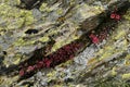 Sedum sp.; Red alpine stonecrop and lichen clinging to rock in Wallis