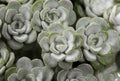 Sedum spathulifolium 'Cape Blanco' plant