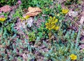 Sedum spathulifolium, spoon leaved stonecrop Cape Blanco, with bright yellow flowers, on a bright sunny day Royalty Free Stock Photo