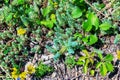 Sedum spathulifolium, spoon leaved stonecrop Cape Blanco, with bright yellow flowers, on a bright sunny day Royalty Free Stock Photo