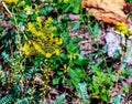 Sedum spathulifolium, spoon leaved stonecrop Cape Blanco, with bright yellow flowers, on a bright sunny day Royalty Free Stock Photo