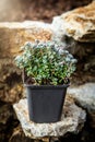 Sedum spathulifolium stonecrop plant standing on rural stone wall Royalty Free Stock Photo