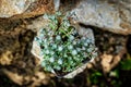 Sedum spathulifolium stonecrop plant standing on rural stone wall Royalty Free Stock Photo