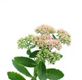 Sedum spectabile Royalty Free Stock Photo