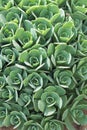 Sedum spectabile