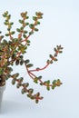 Sedum stahlii Coral Beads Stonecrop plant succulent in pot. Green little flower on white background. Royalty Free Stock Photo