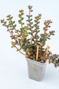 Sedum stahlii Coral Beads Stonecrop plant succulent in pot. Green little flower on white background. Royalty Free Stock Photo