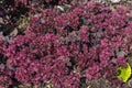 Sedum `Stewed Rhubarb Mountain` hylotelephium