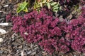 Sedum `Stewed Rhubarb Mountain` hylotelephium