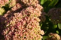 Sedum Stonecrop in blossom. Sedum prominent Sedum spectabile