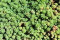 Sedum or Stonecrop hardy succulent ground cover perennial green plant growing in local garden