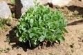 Sedum or Stonecrop hardy succulent ground cover perennial plant with thick succulent leaves and fleshy stems planted in local