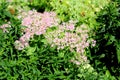 Sedum or Stonecrop hardy succulent ground cover perennial plants with densely growing open small star shaped light pink flowers