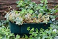 Sedum or Stonecrop hardy succulent ground cover perennial plants planted in plastic flower pot surrounded with crawler plants in