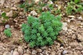 Sedum or Stonecrop hardy succulent perennial green plant growing as small bush in local garden Royalty Free Stock Photo