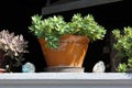 Sedum Or Stonecrop Perennial Leaf Succulent Plants Growing From Clay Flower Pots On Top Of Stone Balcony Fence