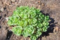 Sedum Stonecrop plant