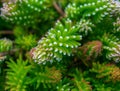 Sedum Stonecrop superb rockery plant. First frost showing giving white tips.