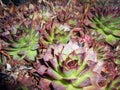 Sedum stonecrops Royalty Free Stock Photo