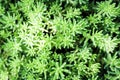 Sedum, succulent plant with green leaves texture background, plants in a garden Royalty Free Stock Photo