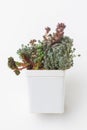 Flower Echeveria Shallot Succulent in white plastic pot on white background Royalty Free Stock Photo