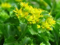 Sedum Takesimense `gold` Carpet. Small green garden flowers with bright yellow blooms and pale green leaves; evergreen.