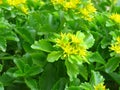 Sedum Takesimense `gold` Carpet. Small green garden flowers with bright yellow blooms and pale green leaves; evergreen.