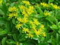 Sedum Takesimense `gold` Carpet. Small green garden flowers with bright yellow blooms and pale green leaves; evergreen.