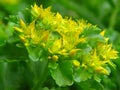 Sedum Takesimense `gold` Carpet. Small green garden flowers with bright yellow blooms and pale green leaves; evergreen.