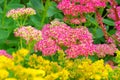 Sedum telephium or harping Johnny