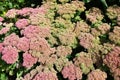 Sedum telephium. or Hylotelephium