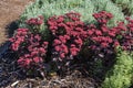 Sedum telephium `Xenox'