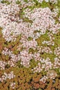 Sedum white Sedum album L.. Groundcover flowering plant