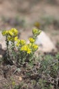 Sedum, wild succulent , commonly known as the goldmoss stonecrop in the summer in prairie in Cappadocia Kayseri in Turkey