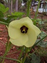 Beautiful okra flower planted in the south of minas gerais brazil