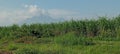 See The beauty of the suger cane fields in indonesia Royalty Free Stock Photo