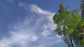 See blue sky and white clouds under green tree Royalty Free Stock Photo