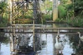 See cute ducks walking near the water