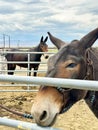 See the gentle look on the mules faces as they wait in their pens. Royalty Free Stock Photo