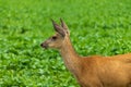 Deer Chomping on leaves in green pasture