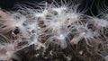 See inhibitors Actinia anemones Royalty Free Stock Photo