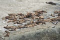 Sea Lions in the Valdes Peninsula